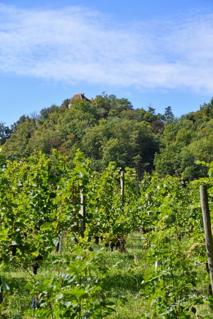 Ausflug Kapfenstein 6. Sept. 2025