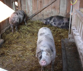 Schweine am Betrieb von Wolfgang Strobl
