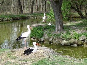 Steppentierpark Pamhagen