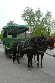 Mit dem Pferdekutschenwagen ging es in das Lackengebiet