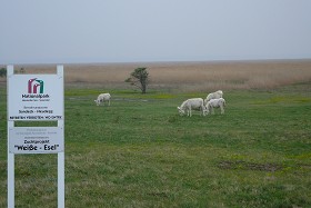 Wei&szlig;e Esel im Nationalparkgel&auml;nde