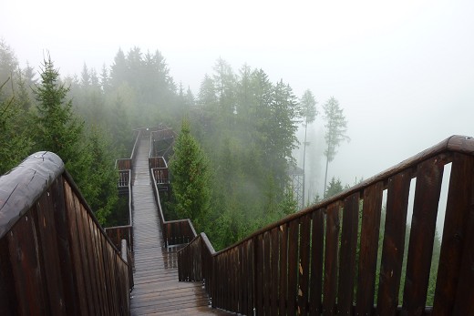 Tagesausflug zum Wipfelwanderweg Rachau