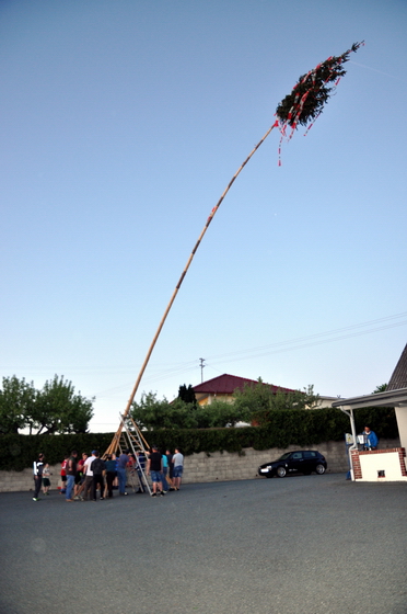 40. Maibaum für Gastwirt Josef Marth